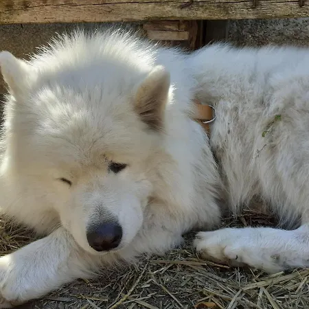 Alpesi faház La Des Trappeurs
