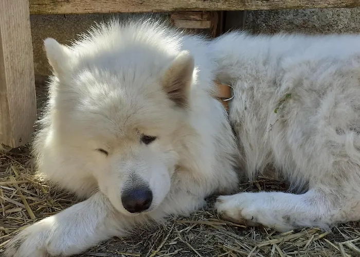Chalé La Des Trappeurs